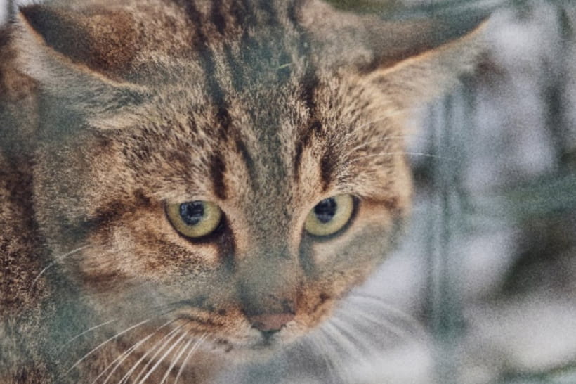 Учені виявили новий вид кішки: має загадкову особливість