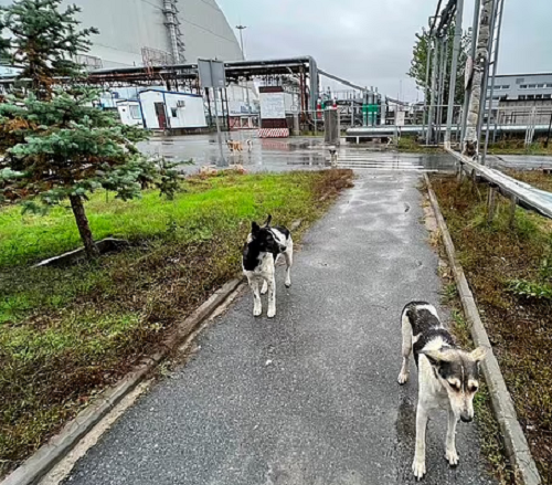 Собаки в Чорнобилі мають особливі гени: що виявили вчені