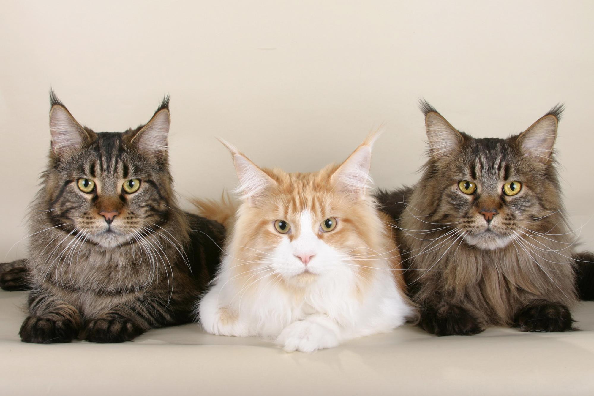 Які коти найбільше прив’язані до господарів: п'ять найласкавіших порід