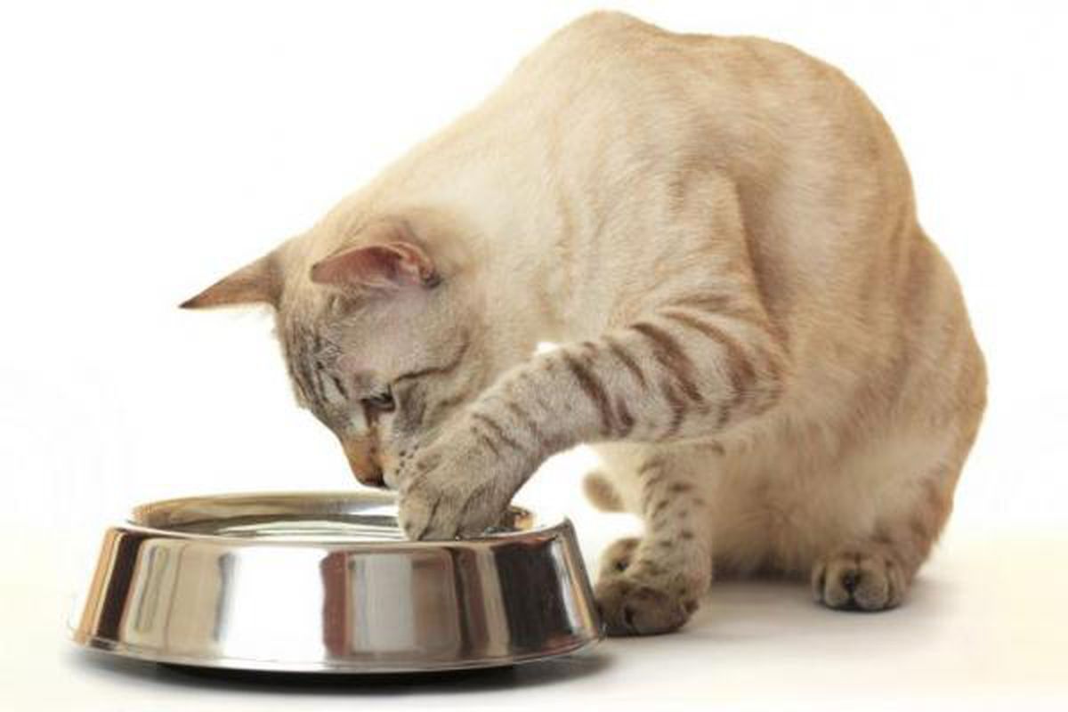 Для чого кіт торкається води лапами перед тим, як пити: є чотири причини