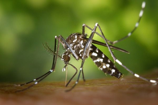 Європою поширюється новий вид комарів, які переносять дуже серйозні захворювання