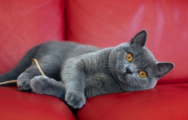 Вчені з'ясували, чому коти реагують на звук "кс-кс-кс"