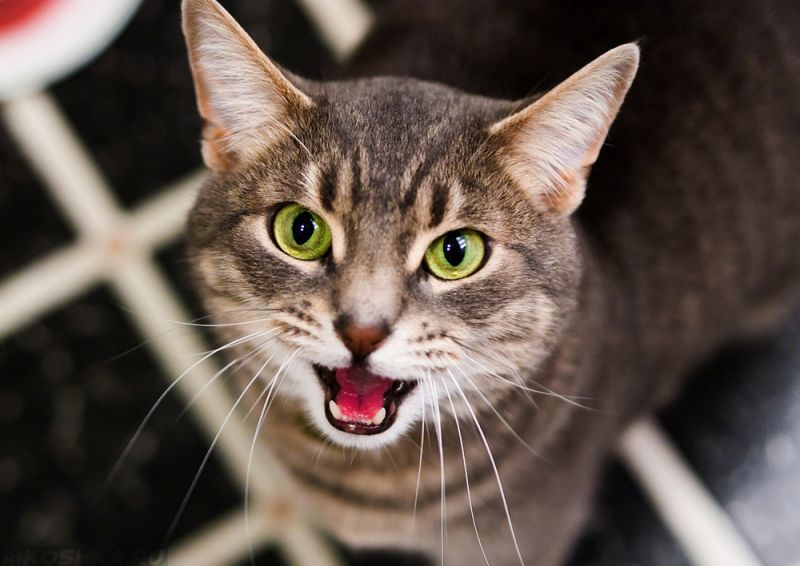 Коти можуть попередити про небезпеку: як не пропустити сигнали