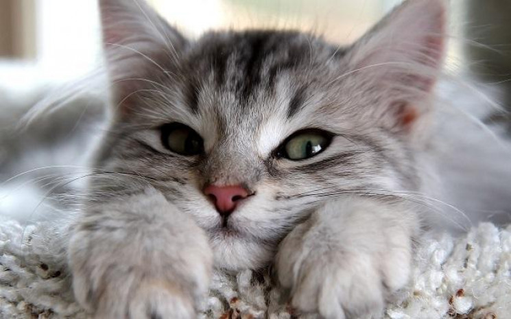 Французькі вчені зробили дивовижне відкриття про поведінку котів