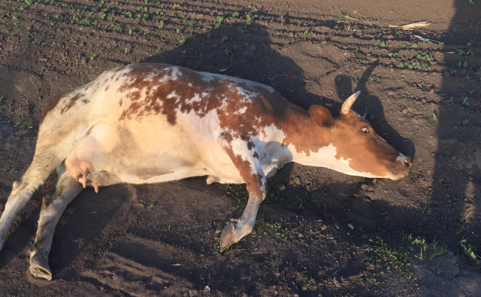 Звірячі розваги: у Хмельницькій області корову тягнули прив'язаною до трактора і зґвалтували