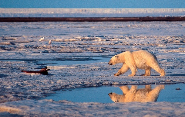 Арктика може втратити увесь лід значно раніше, ніж вважалося: названо фатальну дату