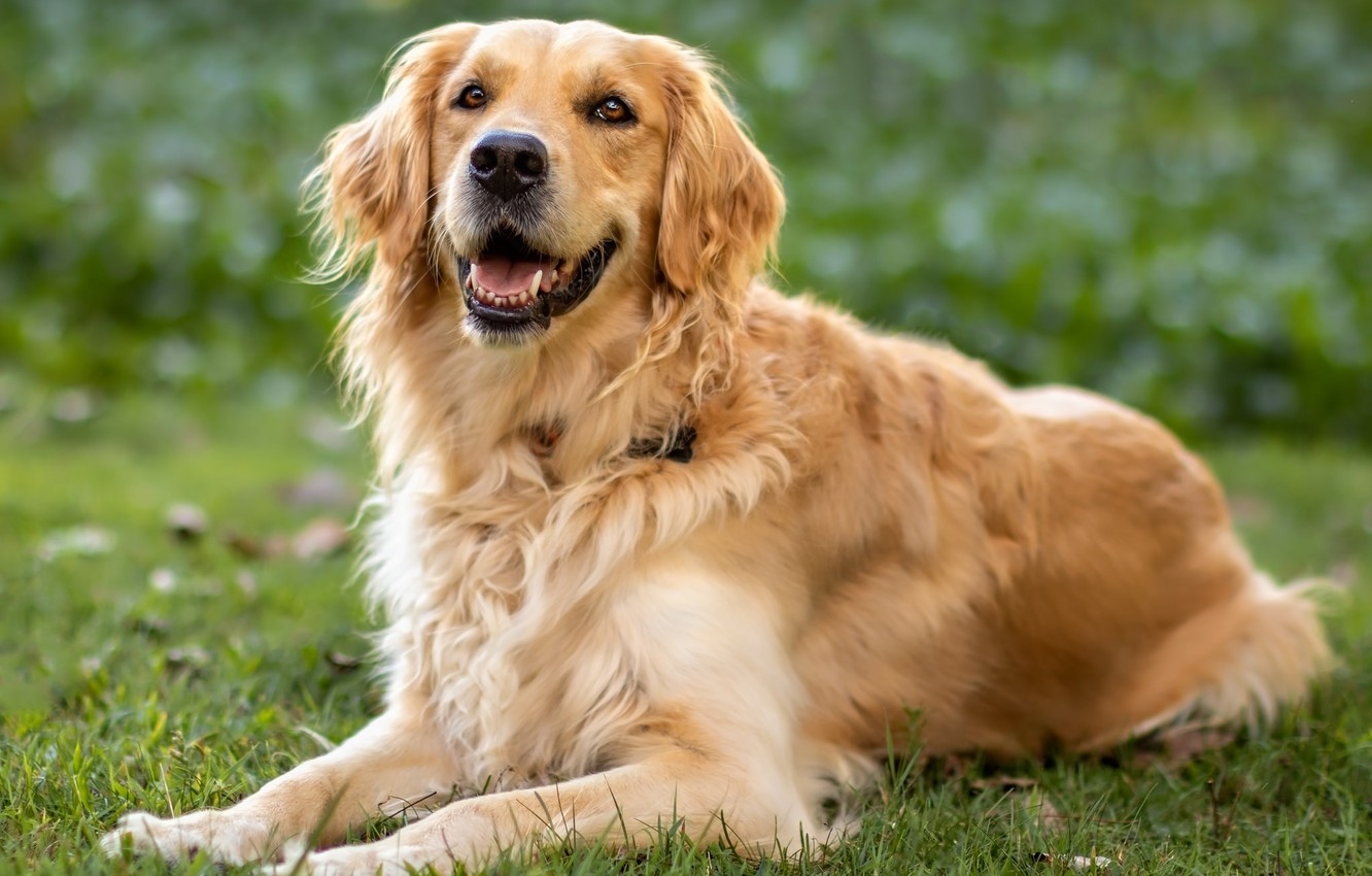 Які собаки найбільше люблять господаря: дві породи, що діють як антидепресанти