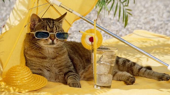 Котам стає ще спекотніше: якої помилки власники тварин часто припускаються влітку
