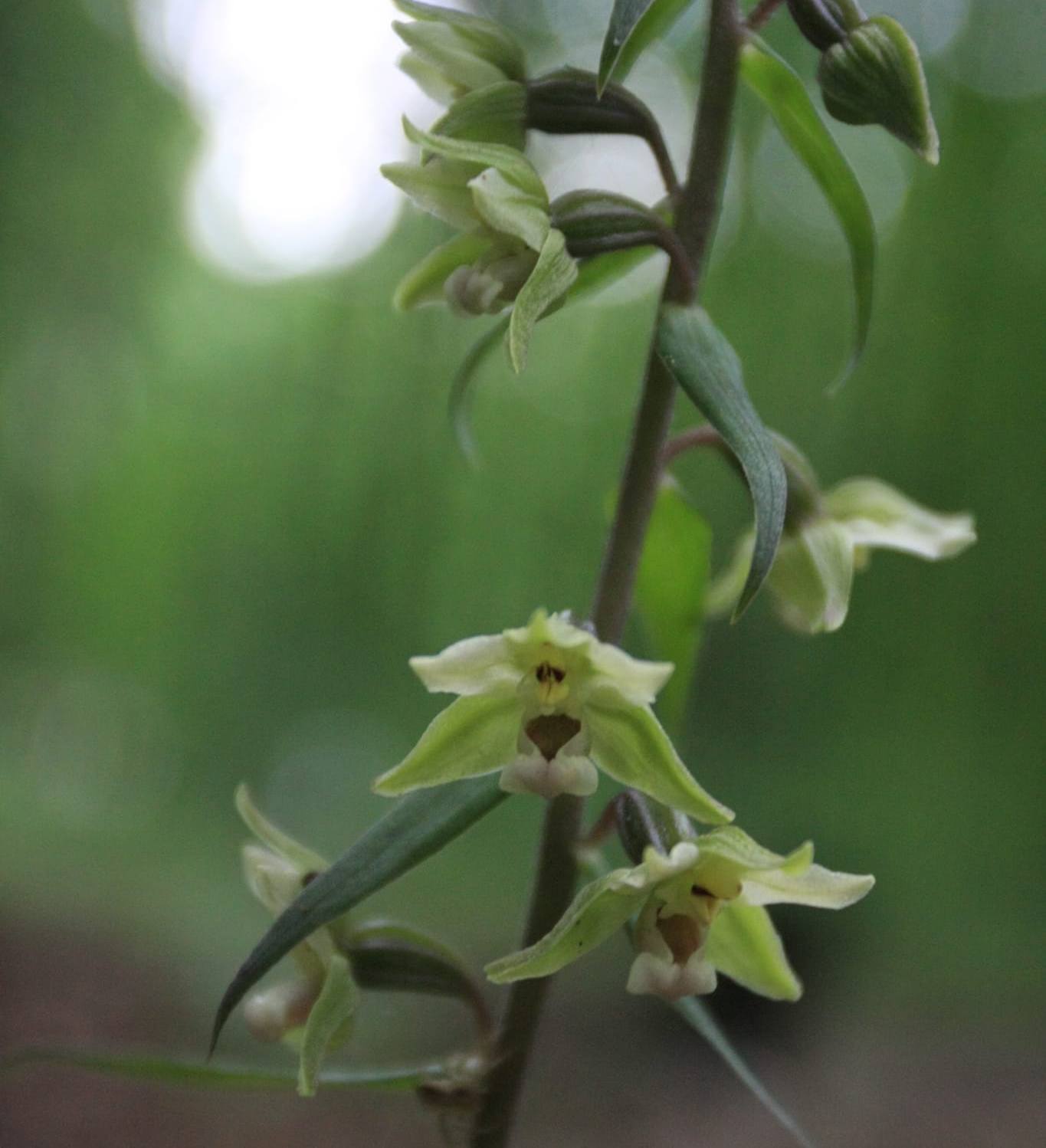 У Києві почала квітнути рідкісна орхідея