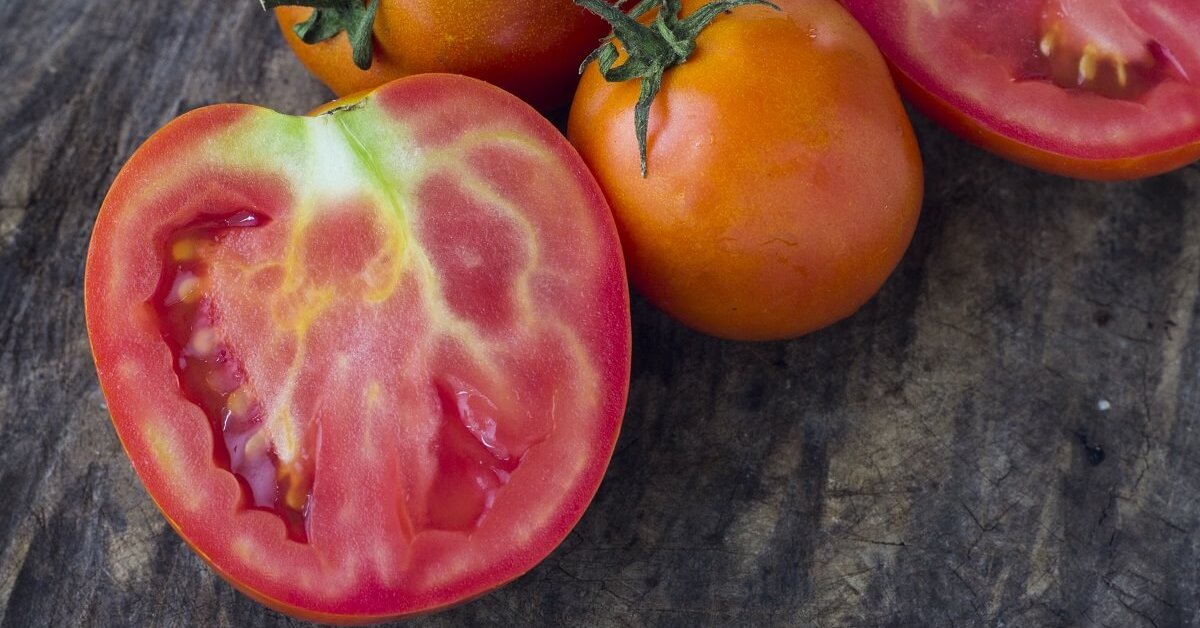 Чи можна їсти помідори з білими прожилками?