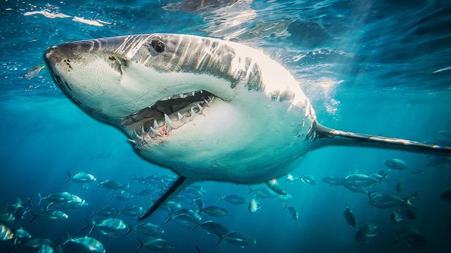 Акули шаленіють біля узбережжя США після вживання кокаїну, скинутого картелем – вчені