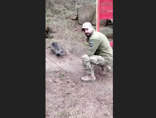 "Привіт, моя дівчинко!": український військовий показав нутрію, з якою "подружився" на службі. ВІДЕО