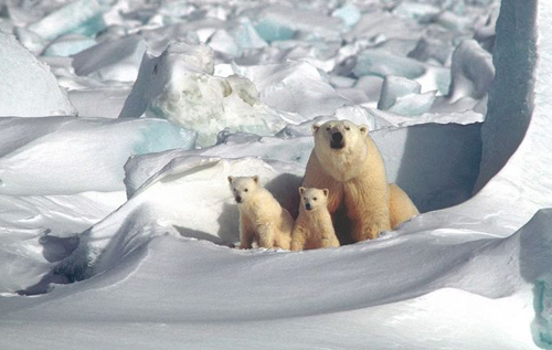 Ученые спрогнозировали, что через 30 лет в Арктике больше не будет льда