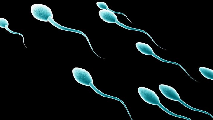 Банк сперми оголосив конкурс серед студентів на найшвидші сперматозоїди: що отримають учасники