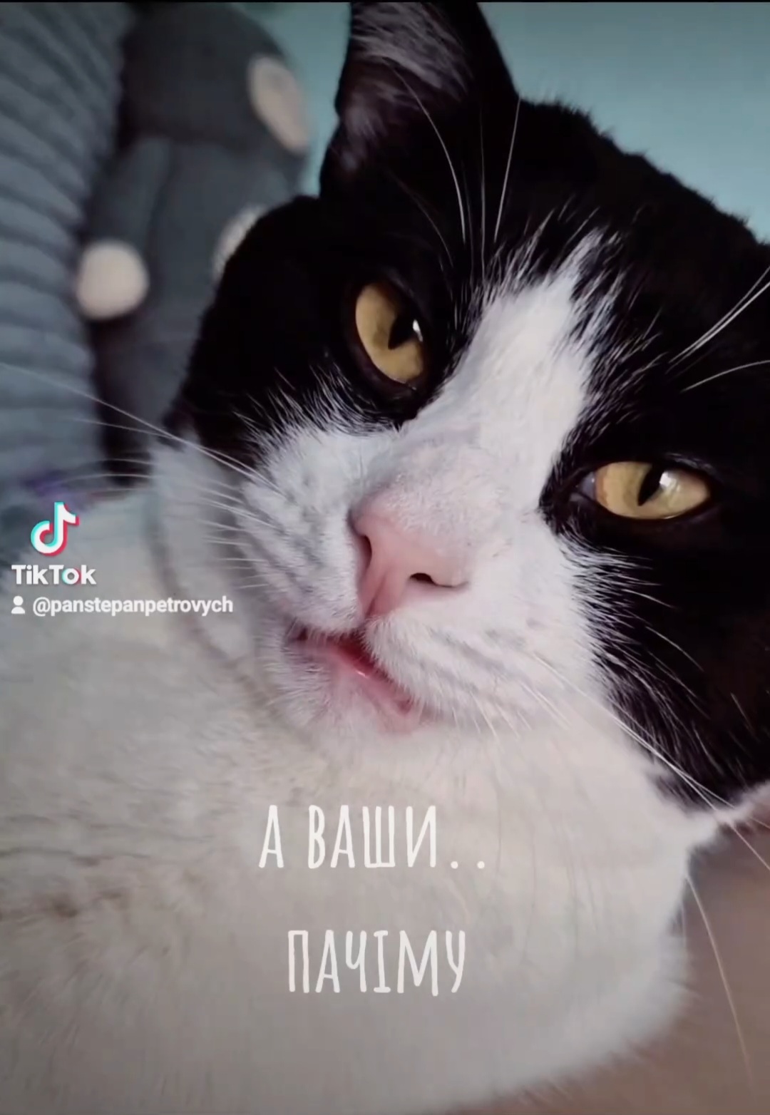 В Мережі з'явилась нова зірка: хіт кота Пана Степана Петровича розриває Instagram та TikTok. ВІДЕО 