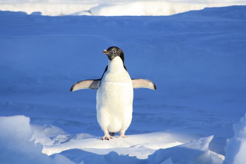 Як не падати на льоду: суть прийому "ходьба пінгвіна"