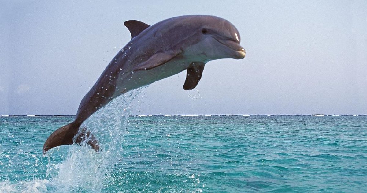"Бойовий" дельфін атакував човен з курсантами біля Кримського мосту – ЗМІ