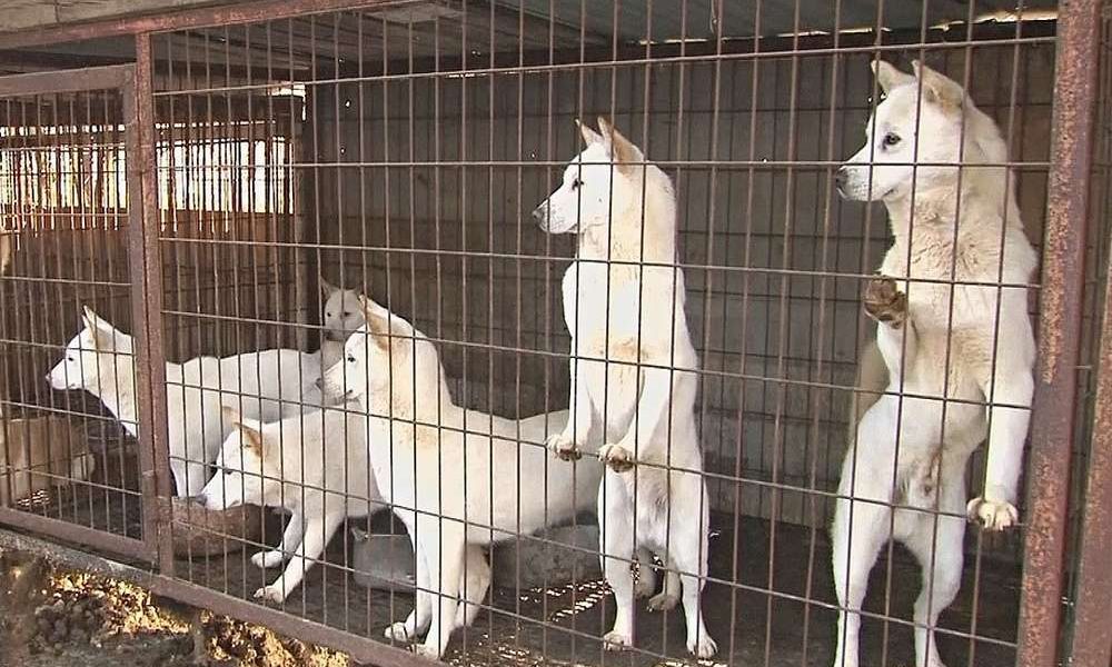 У Південній Кореї ухвалили закон про заборону торгівлі собачим м’ясом