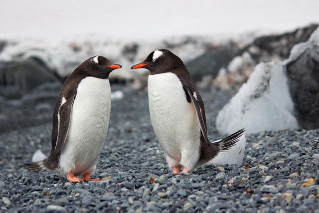 Небезпечну хворобу вперше виявили у пінгвінів, вже загинуло 200 пташенят