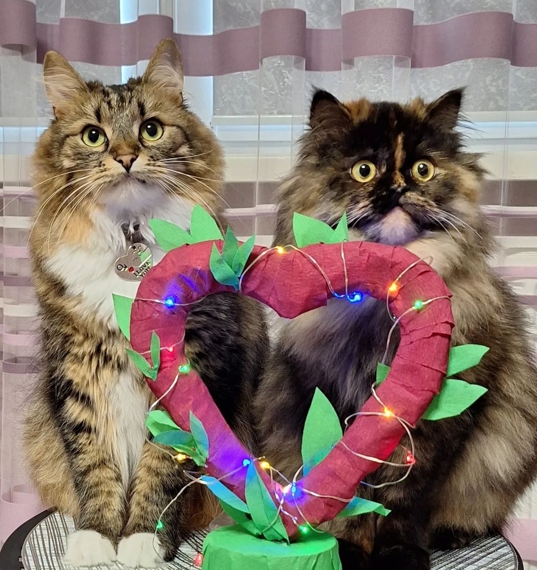До Дня Святого Валентина котик Тесла та кішка Фібі зняли альтернативну версію "Титаніка" зі щасливим фіналом