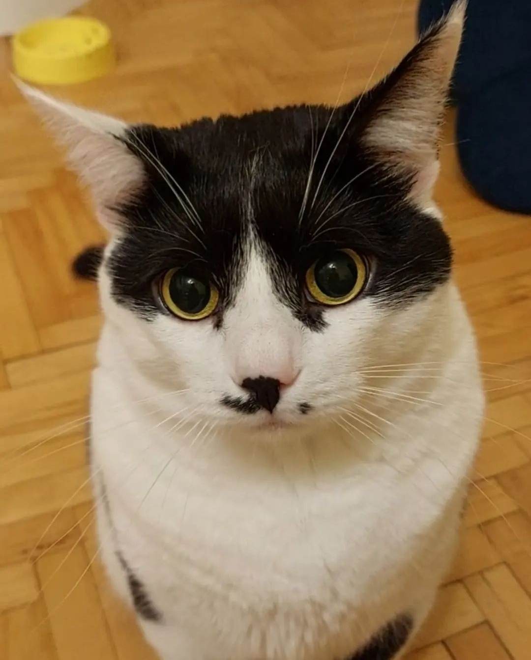 Український кіт Марсік презентував нову версію культової різдвяної комедії "Сам удома". ВІДЕО Український кіт Марсік презентував нову версію культової різдвяної комедії "Сам удома". ВІДЕО