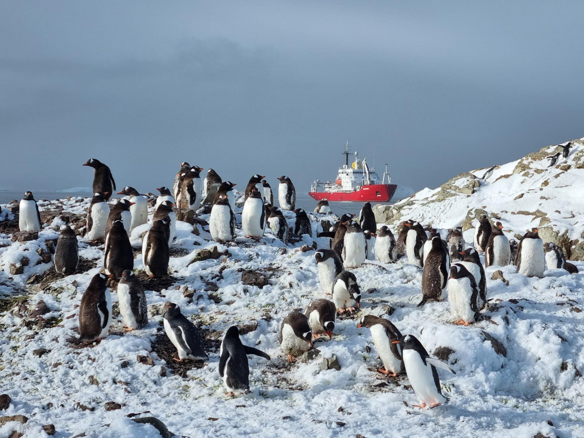 По 500 пінгвінів на кожного полярника: як збільшується популяція субантарктичних пінгвінів біля "Вернадського". ФОТО