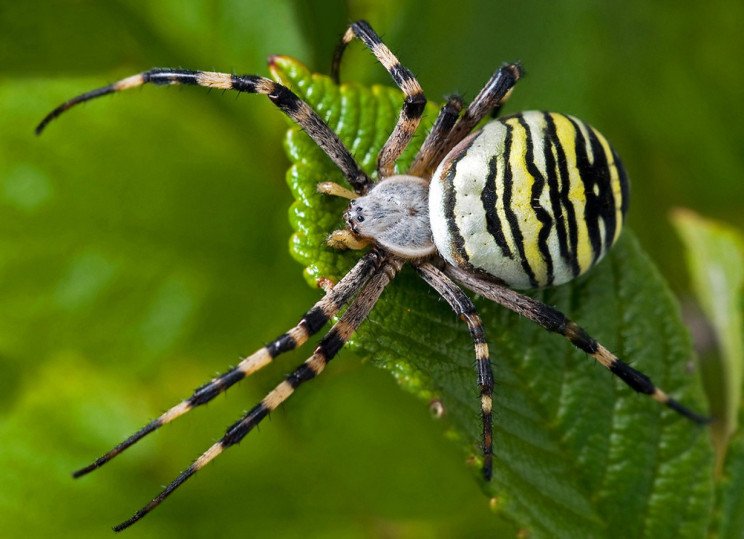 По всій Україні активізувалися отруйні павуки