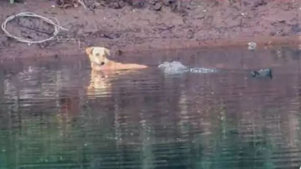 Неймовірний момент: троє крокодилів врятували життя собаці, який впав у річку