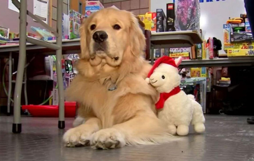 В США полицейский пес попался на воровстве игрушек. ВИДЕО