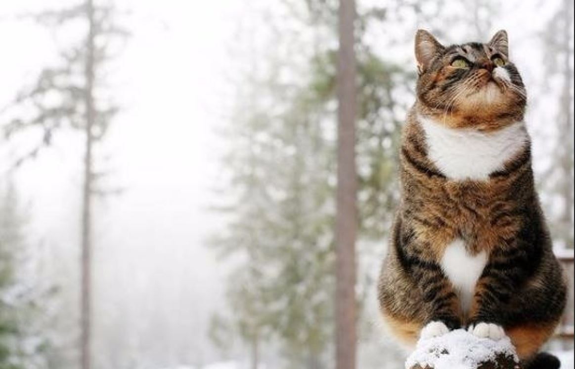 Найближчої ночі в Україні похолоднішає, - синоптикиня Діденко