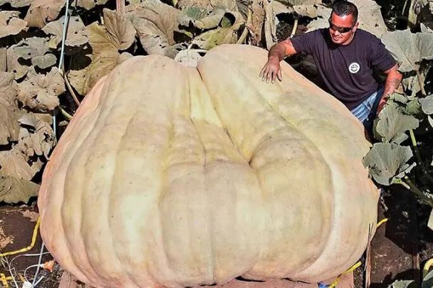 Фермер виростив найбільший у світі гарбуз: його вага приголомшує