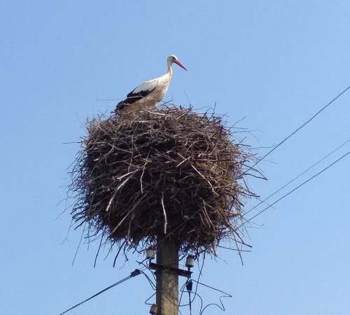 Прекрасний принц Квітень прийде до нас із приємним комфортним теплом, - синоптикиня 