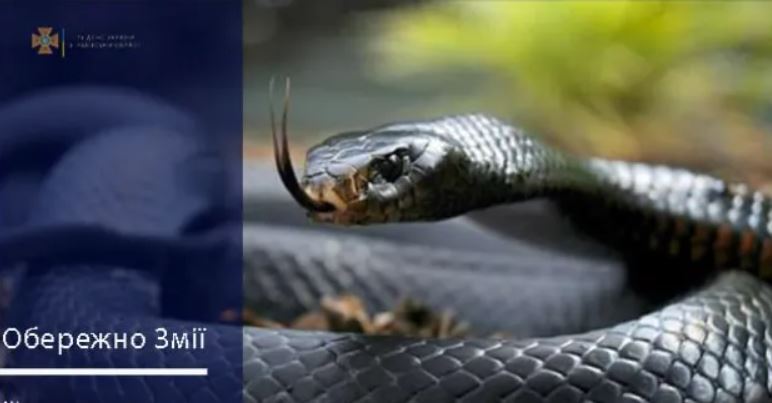 В Україні масово прокидаються змії: що робити при укусі