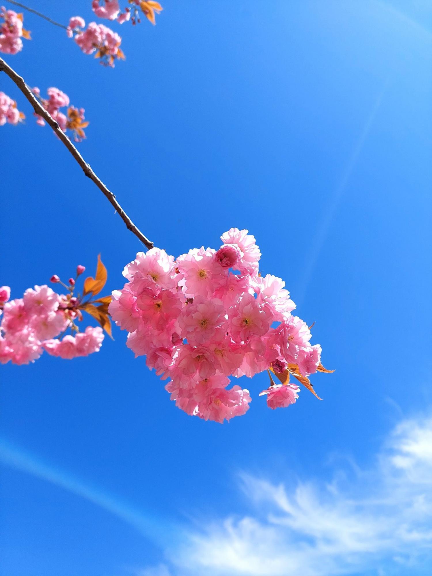 В Україні початок 1 травня стане перехідним днем від холоду до такого довгоочікуваного тепла, - синоптикиня 