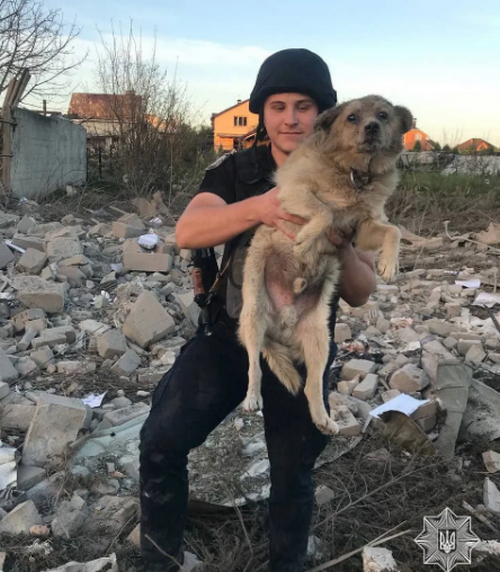 "Кожне життя важливе": мережу зворушили кадри з псом, якого врятували з-під завалів після удару РФ по Сумах. ВІДЕО
