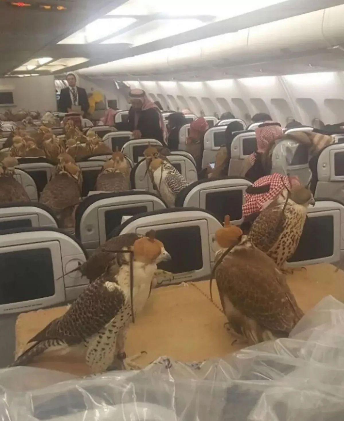 Саудівський принц забронював 80 місць у літаку для своїх соколів-вбивць