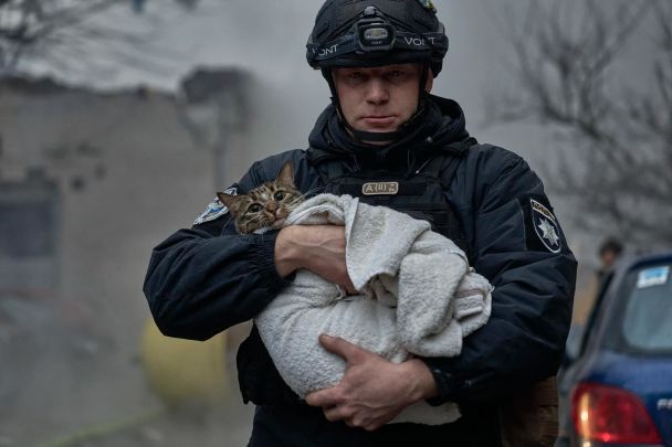 Народжений у День Незалежності: історія кота, який постраждав під час ракетного обстрілу Києва 