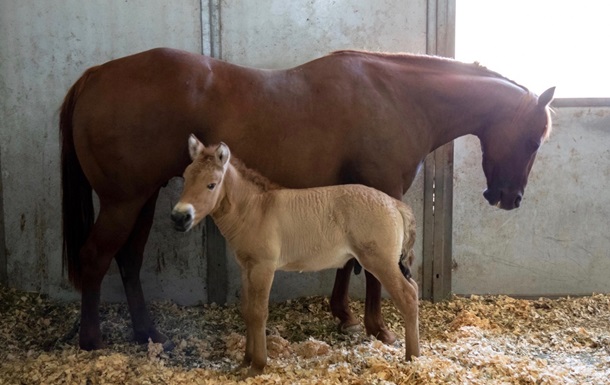 В США впервые клонировали лошадь Пржевальского