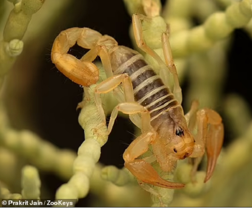 У пустелі вчені виявили новий вид отруйних скорпіонів