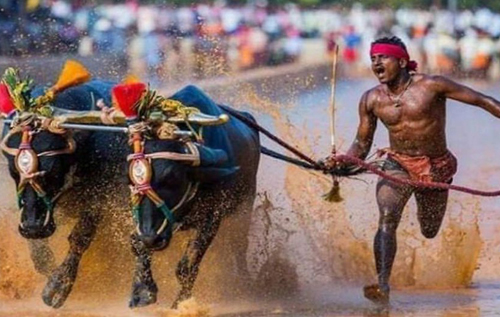 Индиец во время забега с буйволами побил мировой рекорд Болта на стометровке. ВИДЕО