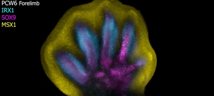 Вчені вперше побачили формування пальців у ембріона: все виявилося не так, як припускали