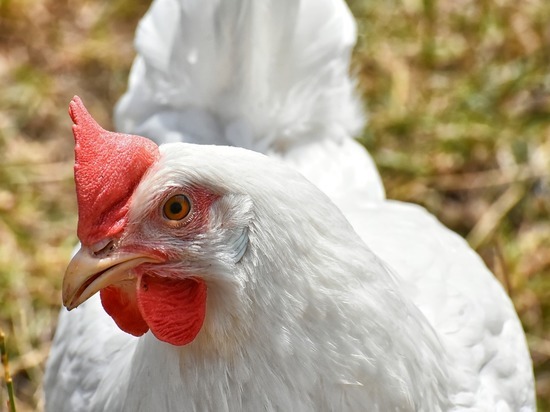 Молдова, запрет, курятина, яйца, импорт
