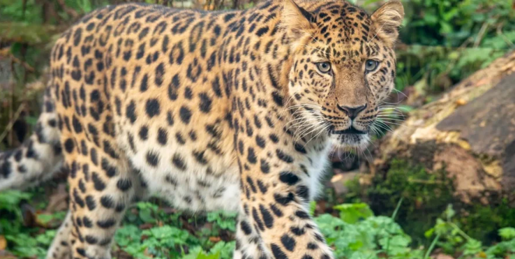 Tinder для звірів. Рідкісному леопарду знайшли пару завдяки зоопарковому сайту знайомств
