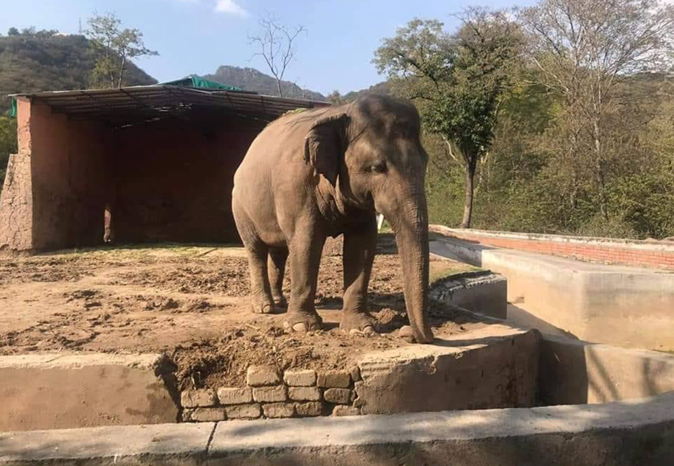 Самому одинокому и несчастному слону в мире нашли новый дом