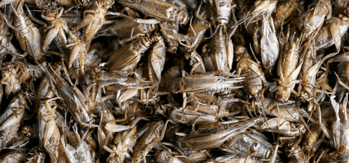 В Італії офіційно вироблятимуть борошно з комах, яке використовуватимуть в продуктах харчування для людей