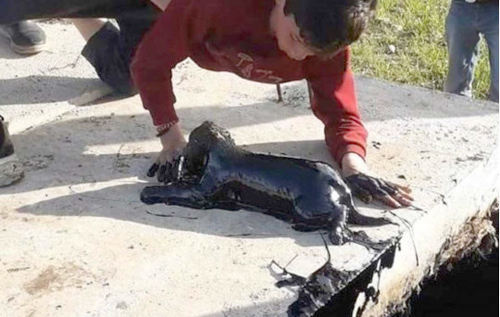 В Турции мальчика опустили за ноги в нефтяную скважину для того, чтобы вытащить щенка. ВИДЕО