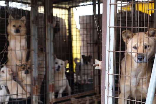 Счастливая эмиграция: 200 собак спаслись из южнокорейской мясной фермы и отправились в американский приют