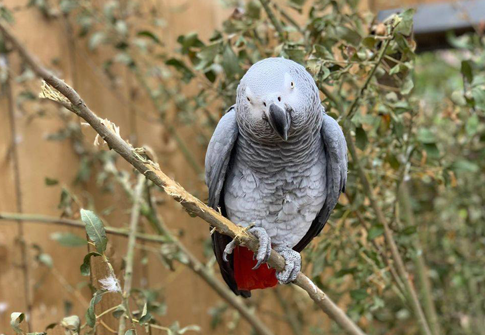 В английском зоопарке попугаев-сквернословов, которые матерились на посетителей, отправили на перевоспитание
