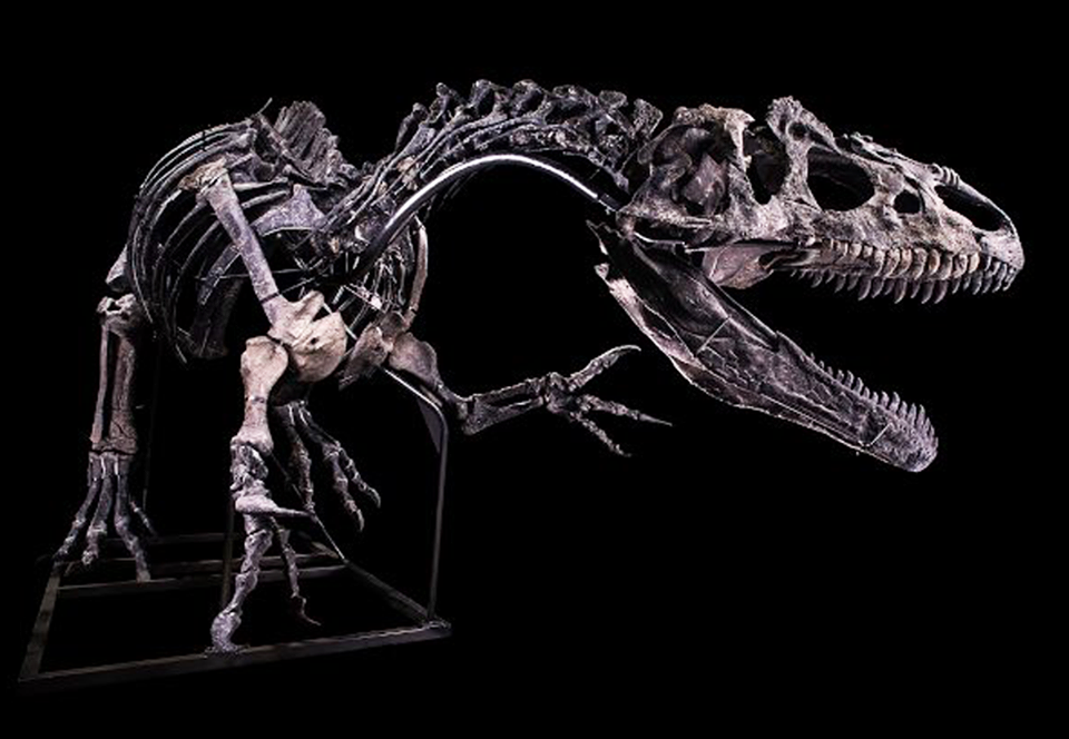 В Париже скелет аллозавра ушел с молотка за $3,5 млн