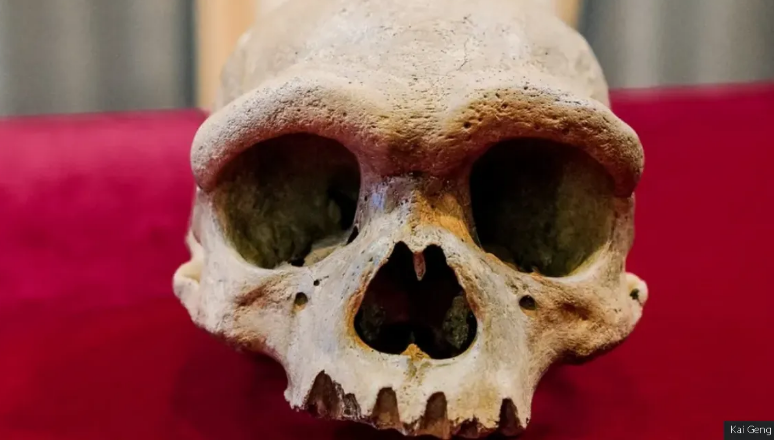 Знайдений у Китаї череп може належати "Людині-Дракону", яка жила мільйон років тому